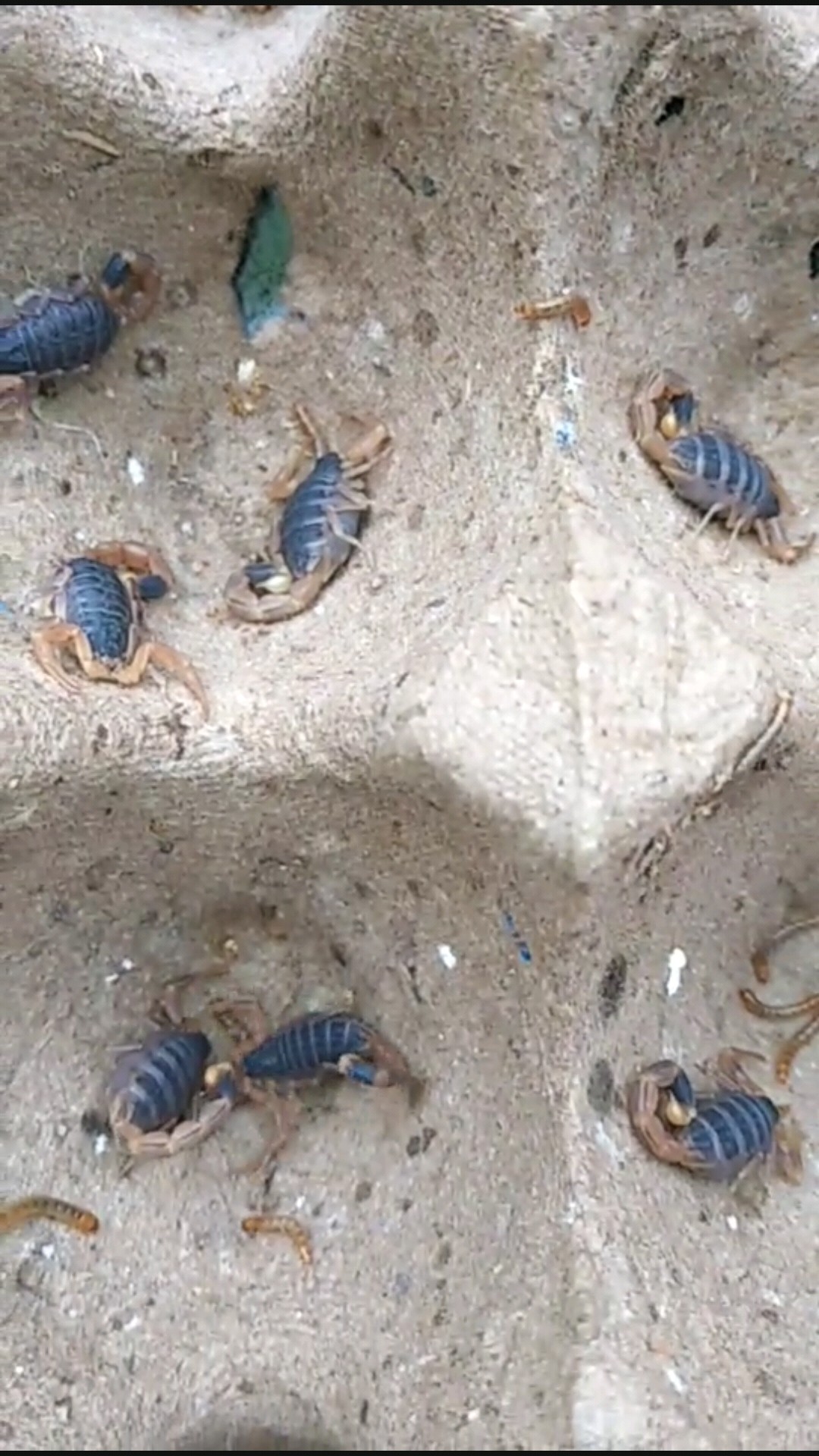 蝎子养殖,育肥中的小蝎子