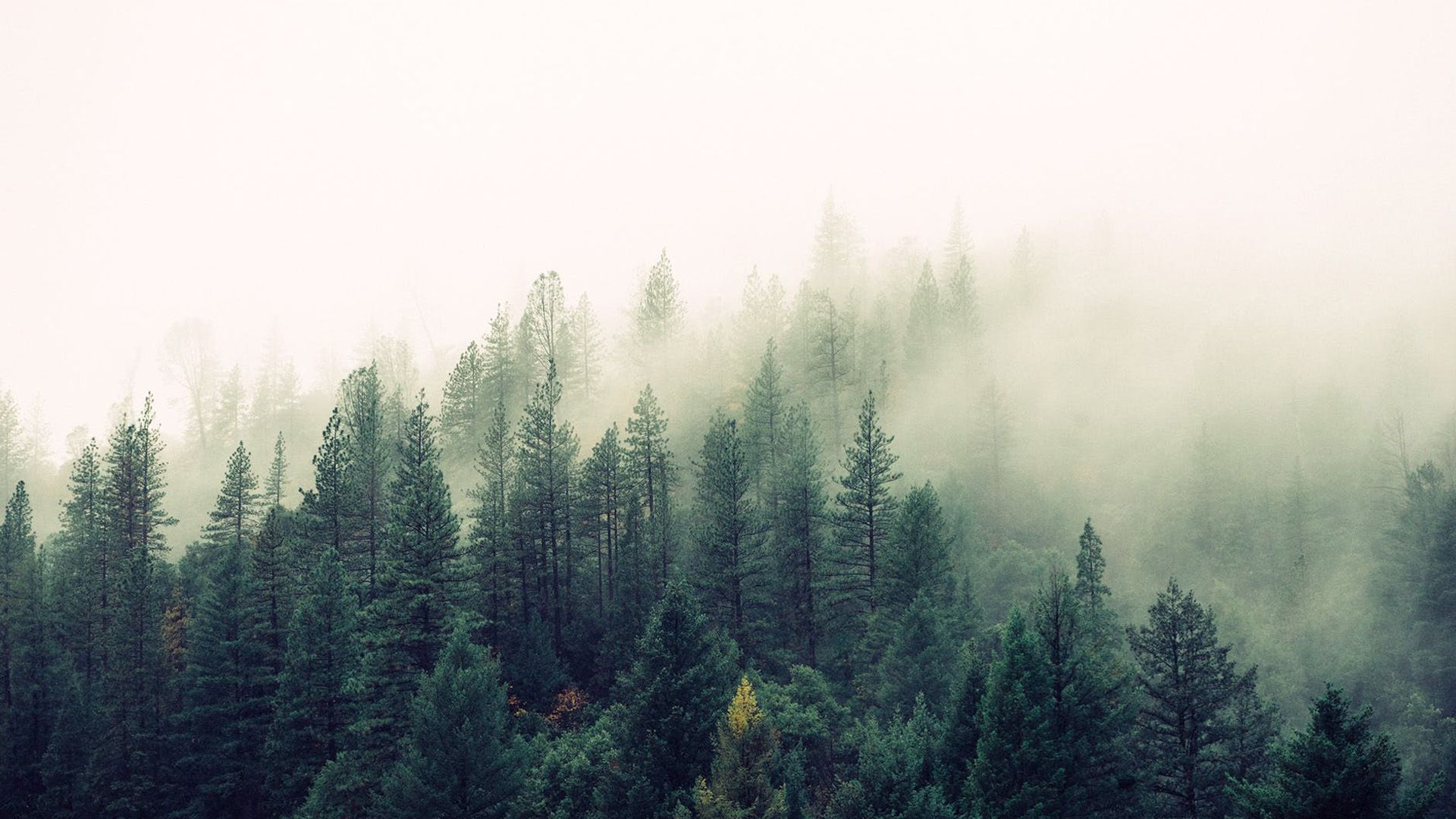 大自然森林风景图片桌面壁纸