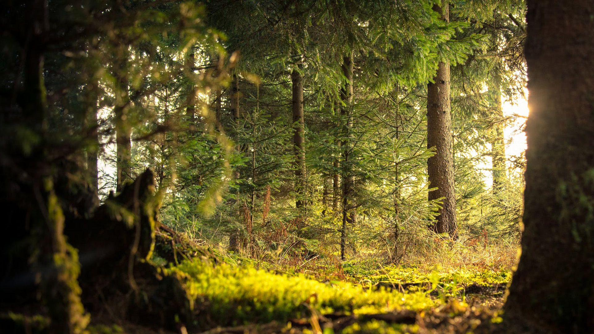 大自然森林风景图片桌面壁纸
