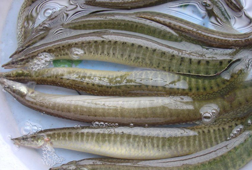农村河里最难抓的这种鱼,每斤卖到100多元,却一直有价无货