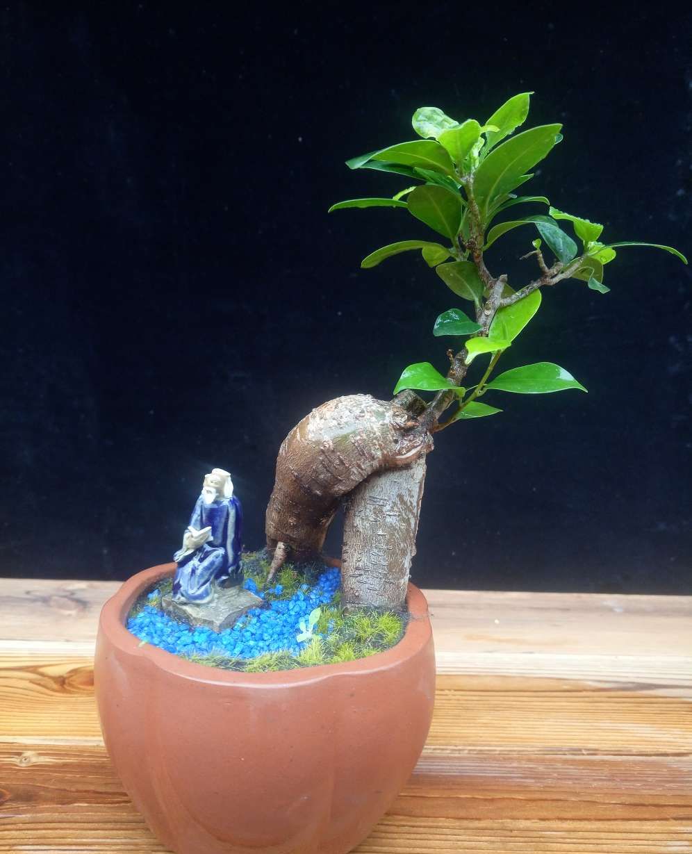 小型盆景虽小五脏俱全,小盆景秀出大景观,优雅造型让人耳目一新|盆景