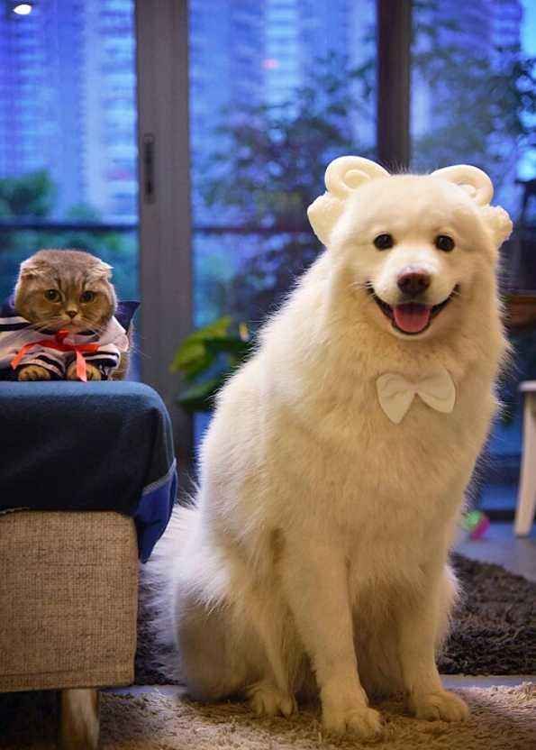 萌宠:各种小宠物的卖萌瞬间,搞笑可爱,看得心都要萌化了!