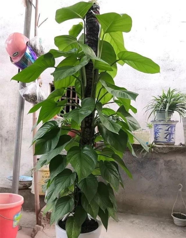 大叶绿萝的养殖方法,绿萝能放卧室养吗