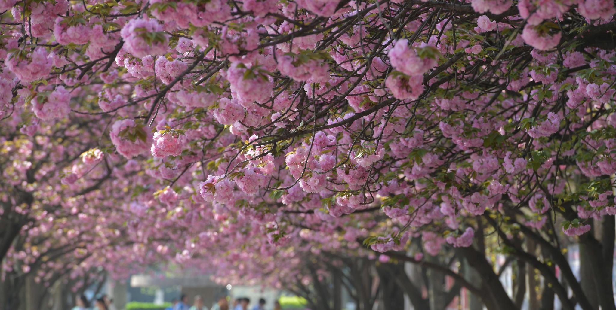 樱花盛开襄阳四中