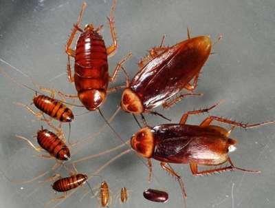 我们这儿把蟑螂称为偷油婆,它到底喜欢吃什么?