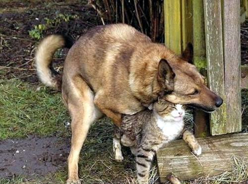 繁殖是动物的本能,那么人类的繁殖行为呢?比动物高级多了