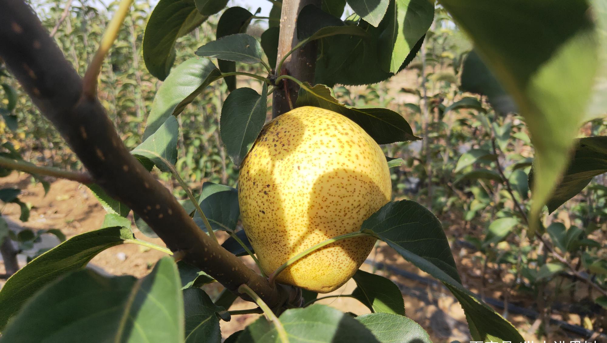 山农酥梨—发展历程简介