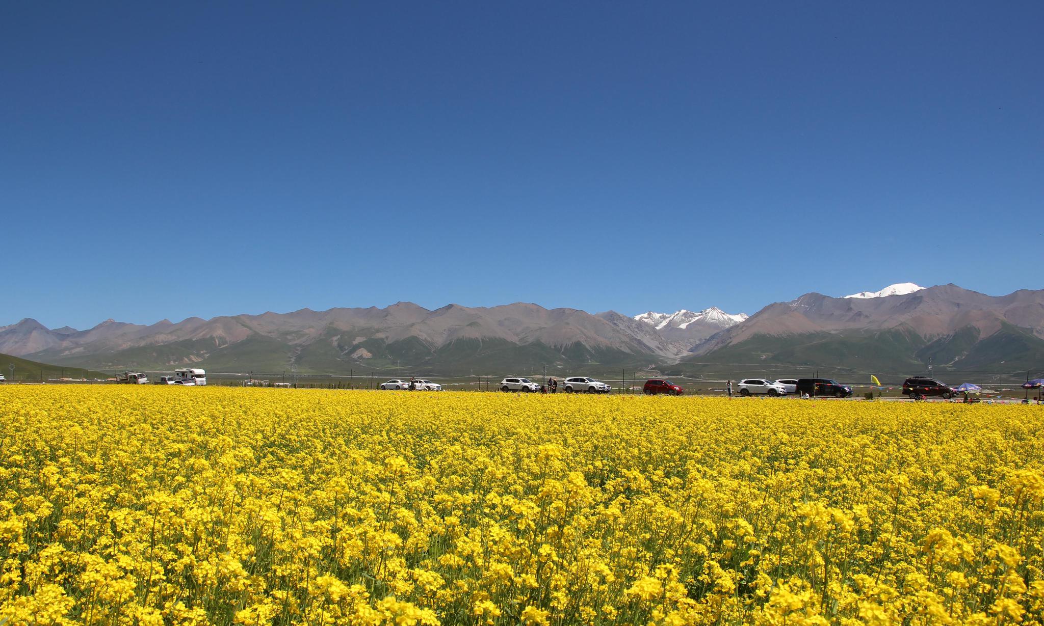 张家人为什么种藏海花 藏海花的结局是什么