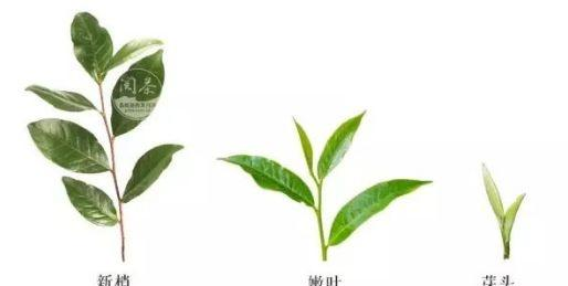 茶树鲜叶，你了解么|鲜叶|茶树|茶叶_新浪新闻