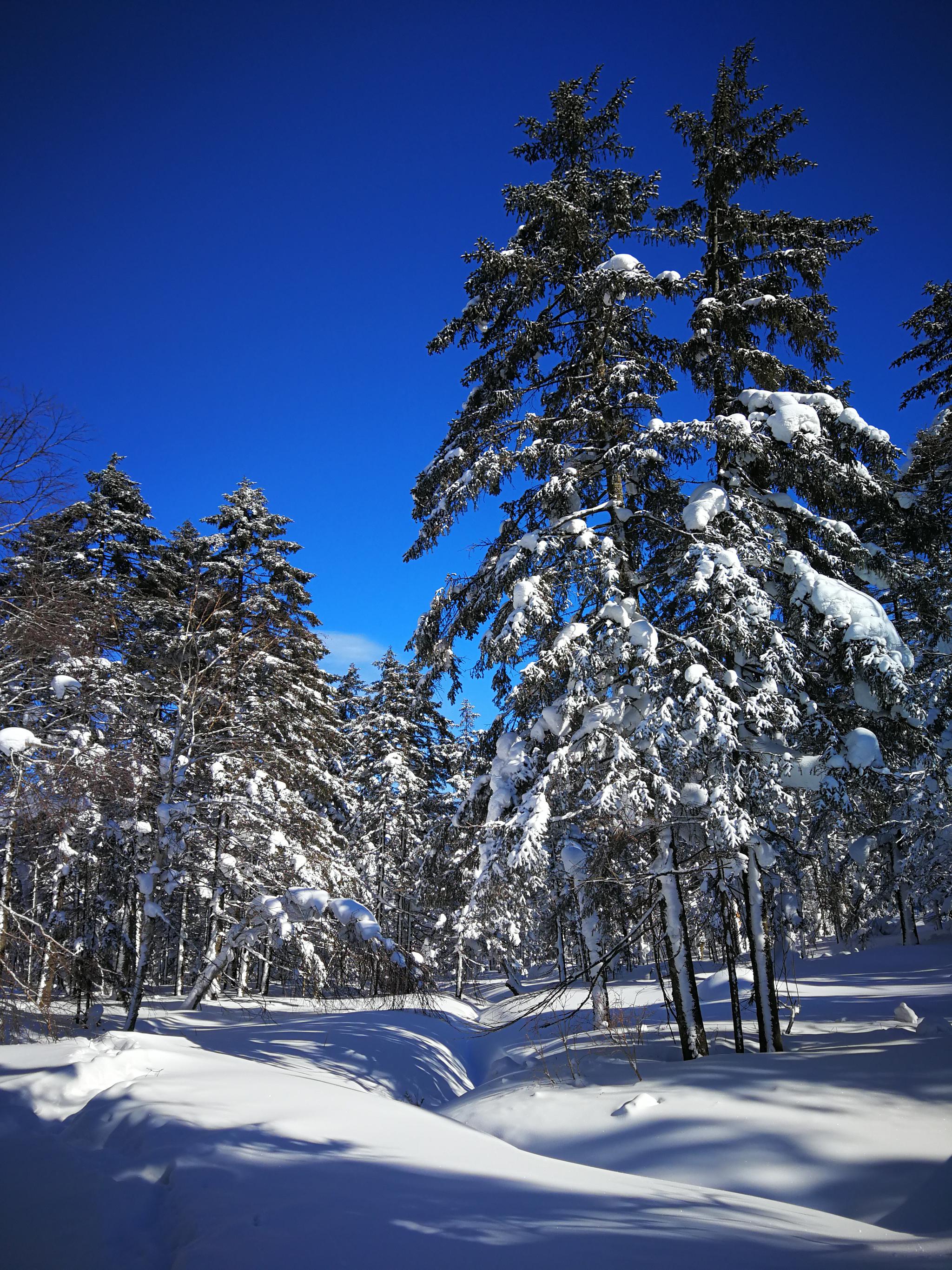 黑龙江省五常市凤凰山国家森林公园雪景