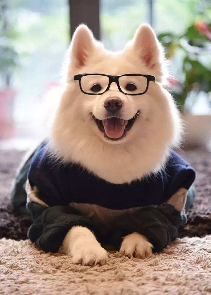 这只狗狗的小表情太搞笑了      萌宠:各种小宠物的卖萌瞬间,搞笑可爱