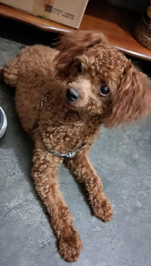 剃完毛后的泰迪犬都变得不敢认了外婆都差点没认出来真是有趣