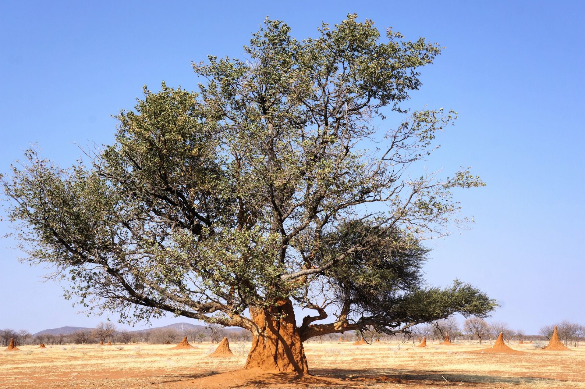 非洲 肯尼亚 内罗毕 内罗毕国家公园