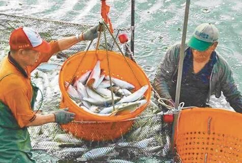 世界著名四大渔场 鱼类资源丰富 每年捕获量都达上百万吨