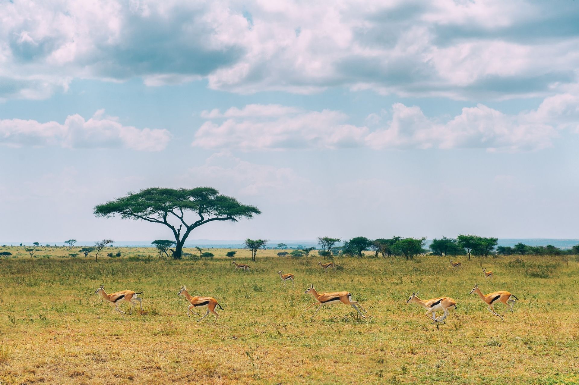 非洲 坦桑尼亚 塞伦盖提国家公园_高清图集_新浪网