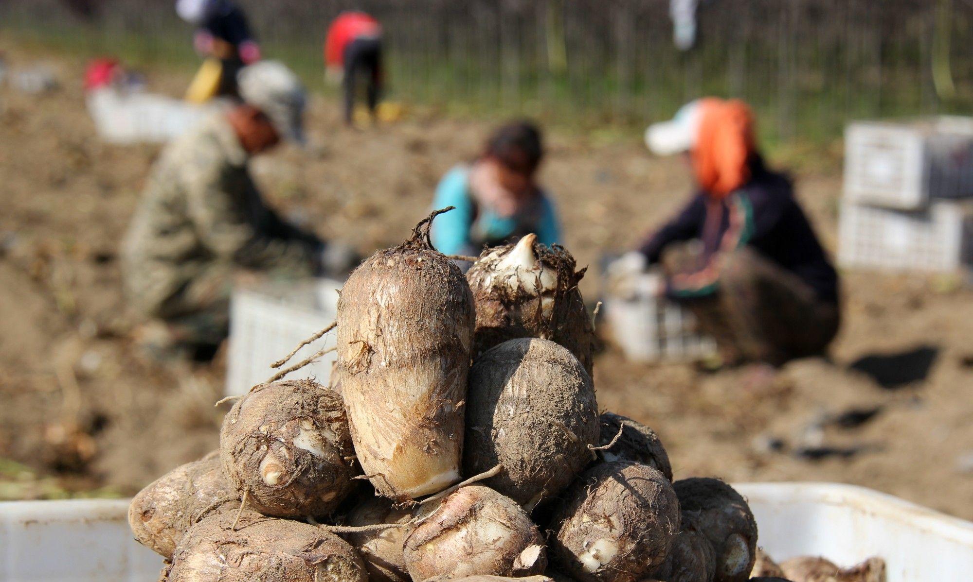 东北农村收芋头告别最后的百亩芋头地