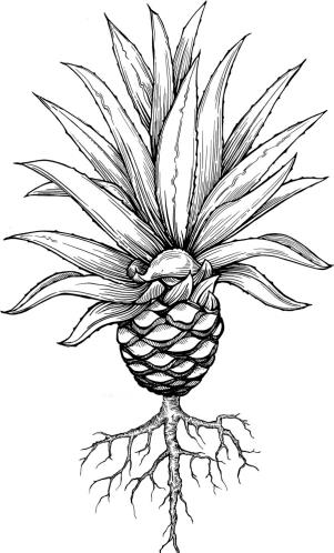 你未曾了解过的顶级tequila:培恩龙舌兰