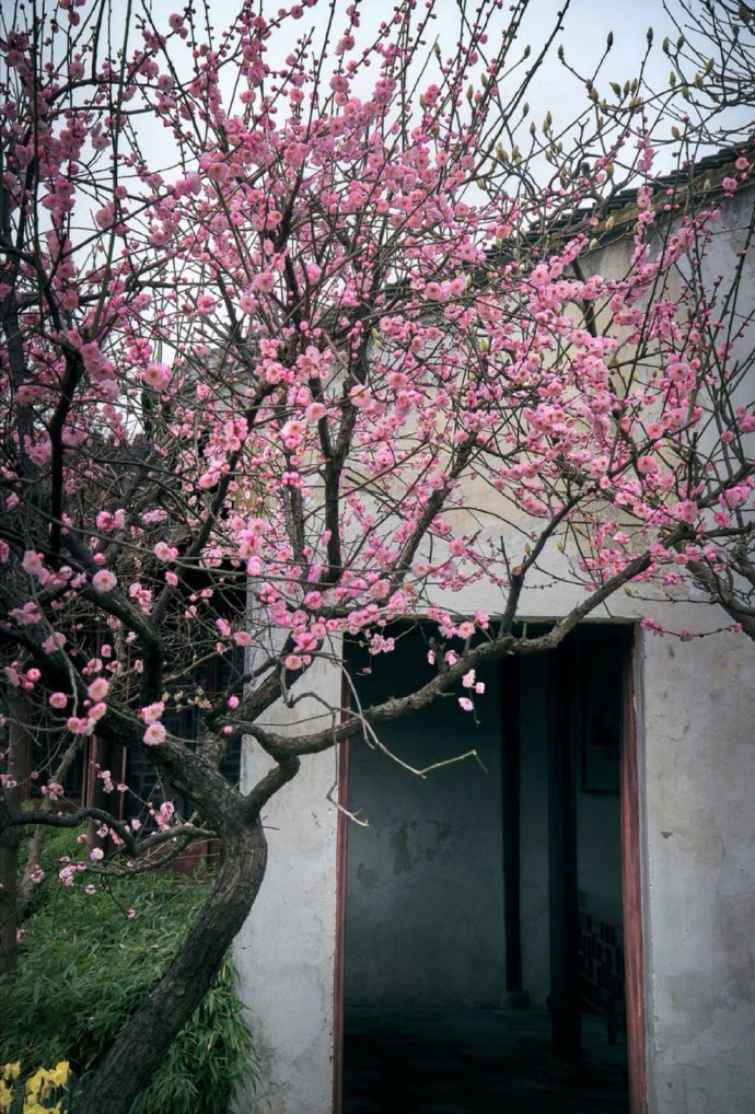 春来红楼桃枝红,帘卷绮窗满香风|红楼|半边|绮窗_新浪新闻