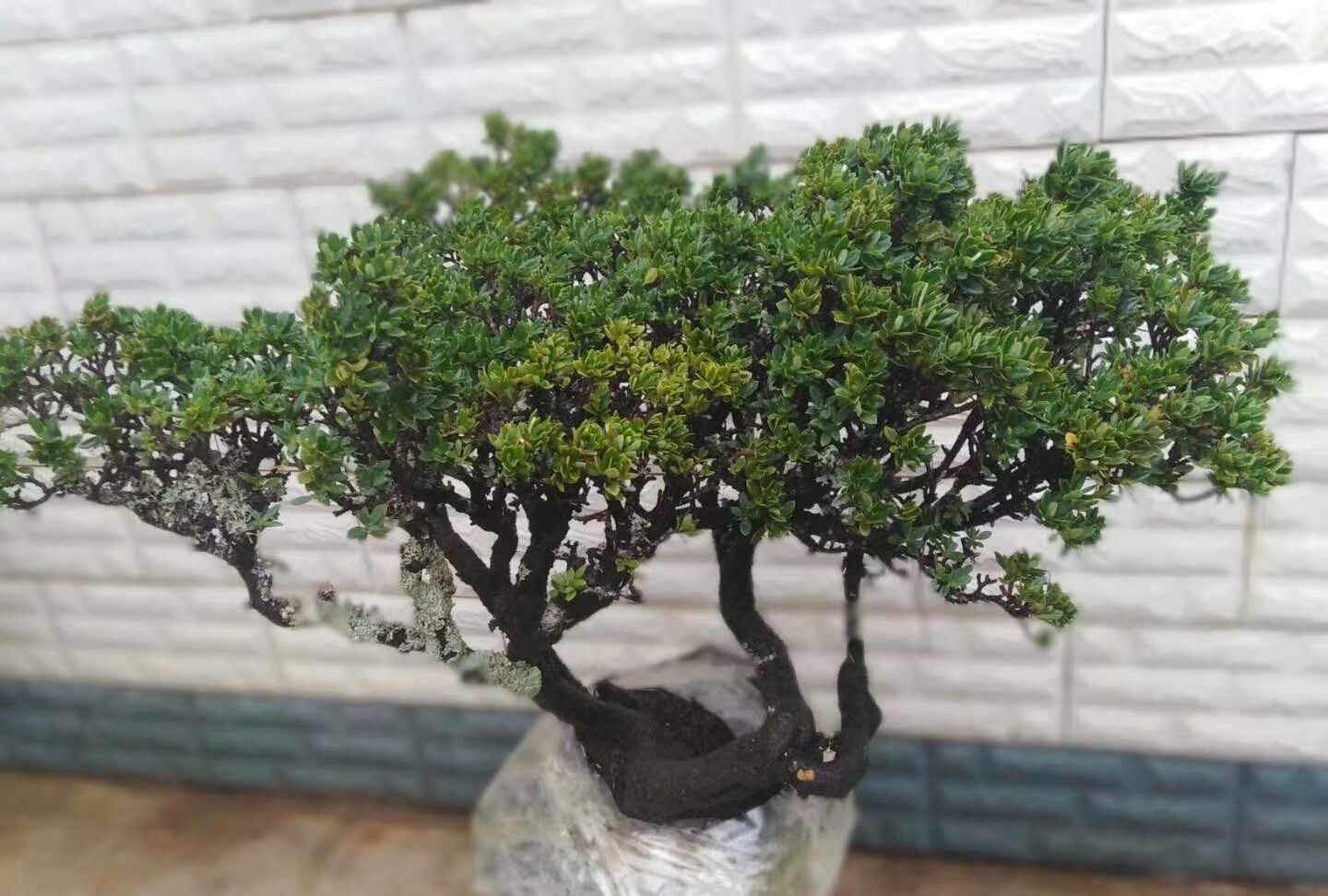 今日下山平枝荀子树桩不错喜欢