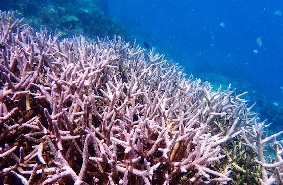 珊瑚花园 科伦最好的水下世界 珊瑚王国