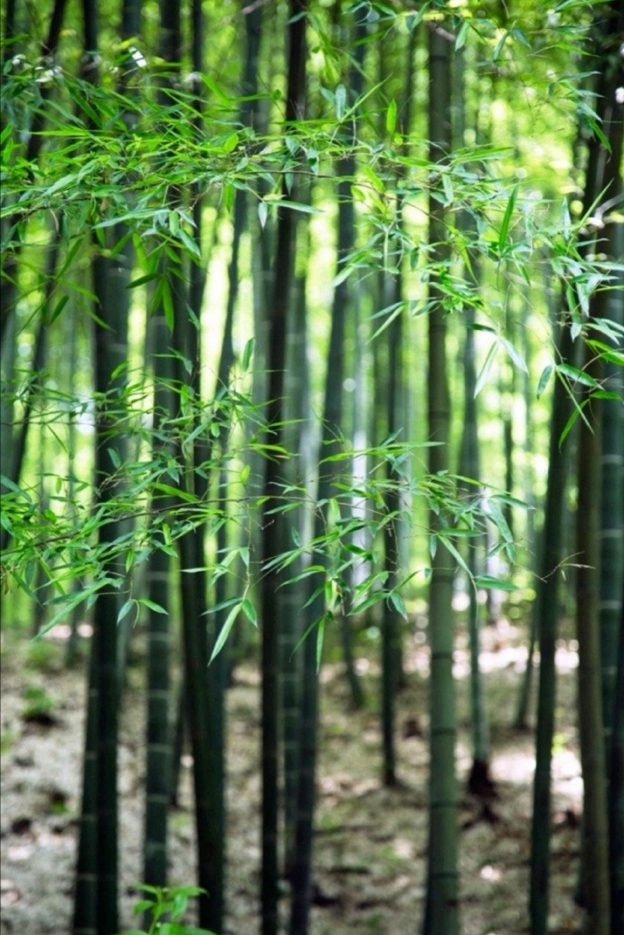 青青翠竹尽是法身,郁郁黄花无非般若
