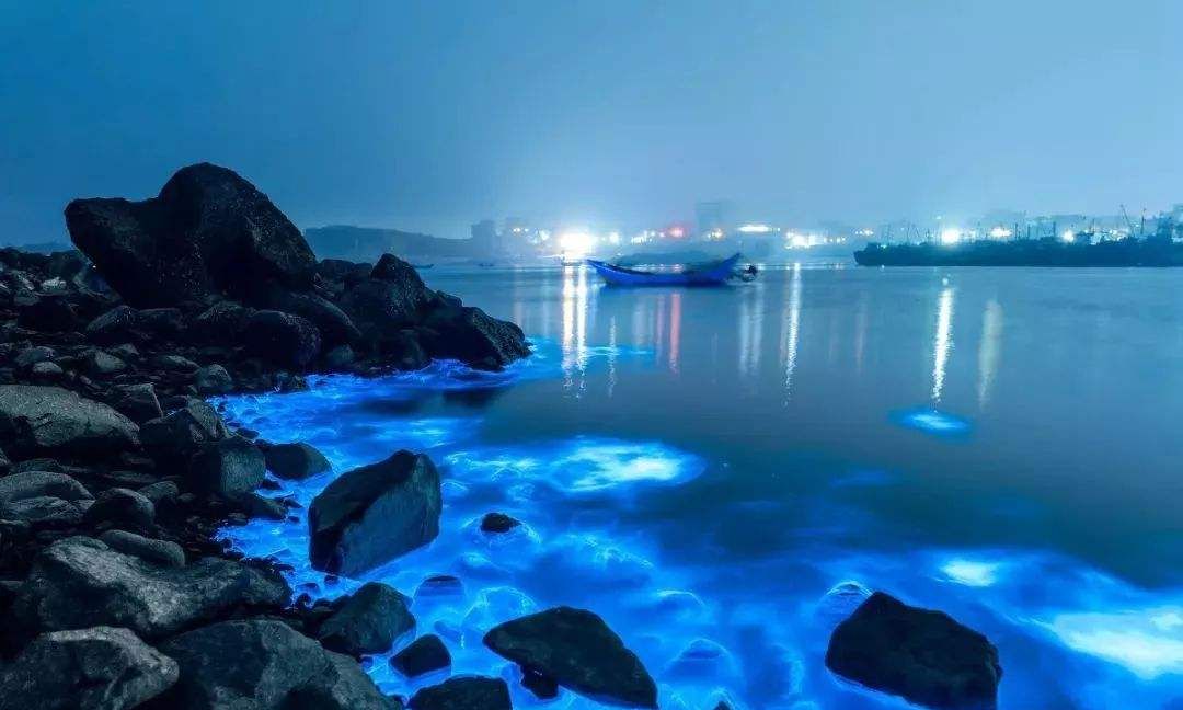 海陵岛蓝眼泪图片