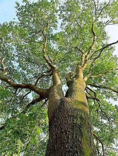 读懂父亲及父爱由它开始|齐物二首|椿树|父爱_新浪新闻