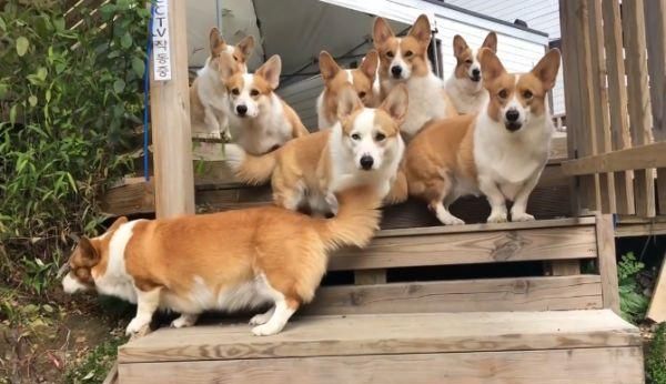 柯基|狗狗|女朋友_新浪新闻