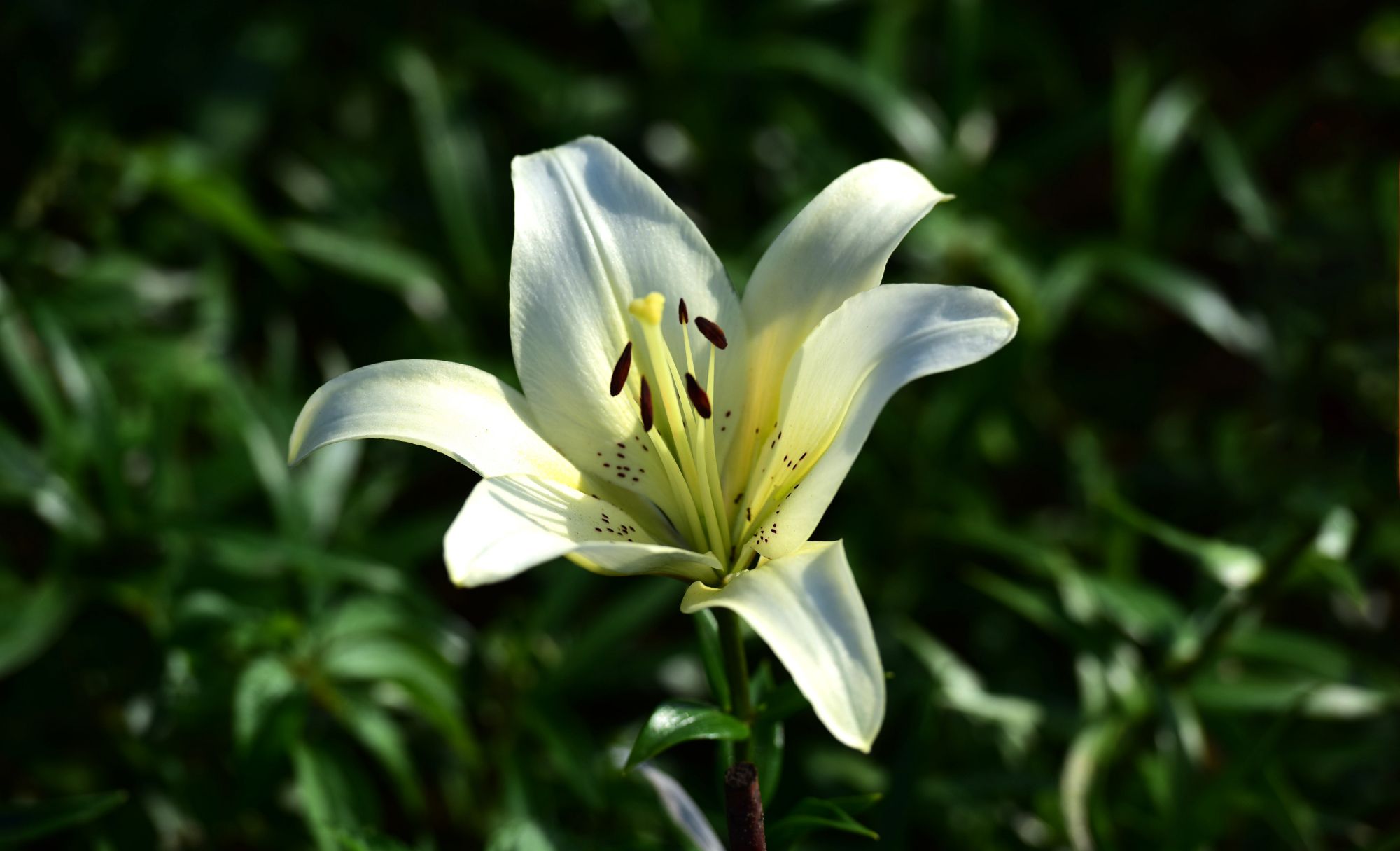 白百合——吉林省榆树市刘家永生村