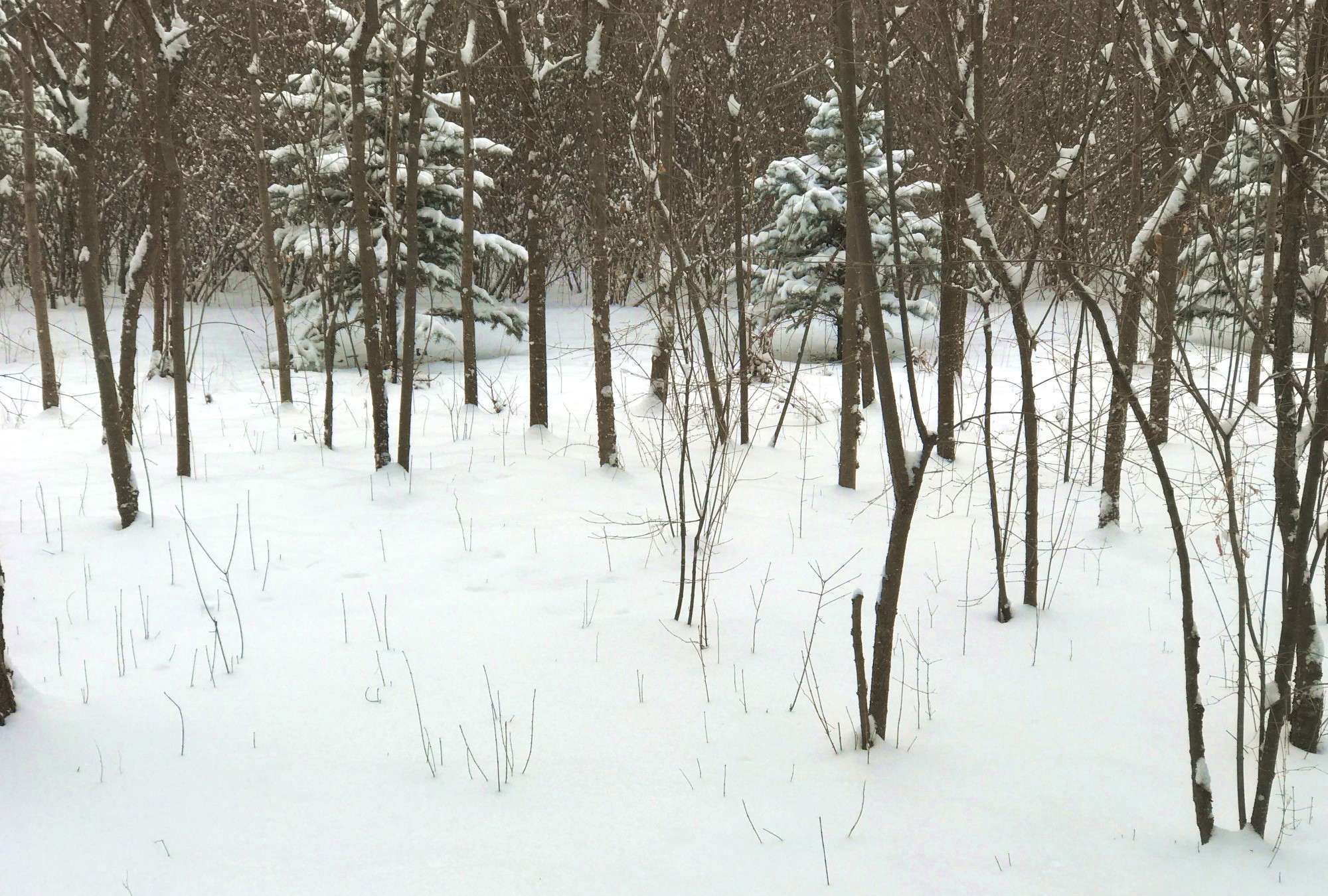 呼和浩特市有个地方 下雪就成了林海雪原 是酷爱赏雪者的打卡地 呼和浩特市有个地方 下雪就成了林海雪原 是酷爱赏雪者的打卡地