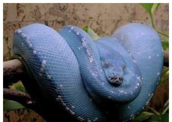 见识一下蓝色的蟒蛇,它的皮肤特点,让它身价不菲