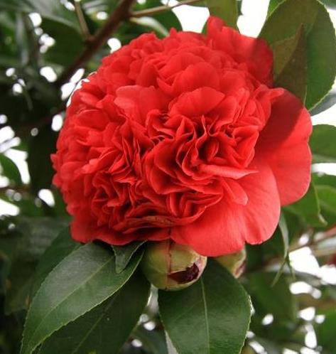 此花为红茶花之王 来自美国 花香浓郁 艳丽大花 是养花首选