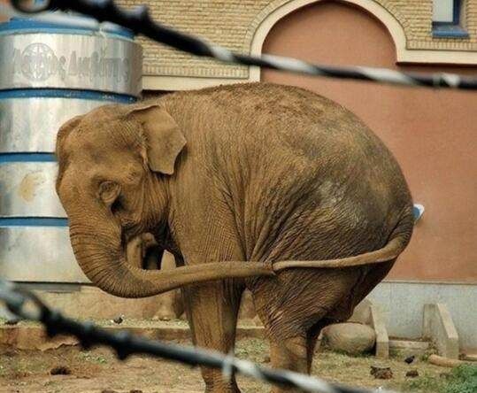 搞笑段子图集:这大象有一个特殊的自娱自乐技巧!