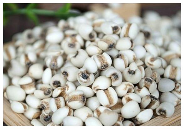 发霉的薏米还能吃吗教你挑选薏米的3种小窍门买对吃的才健康