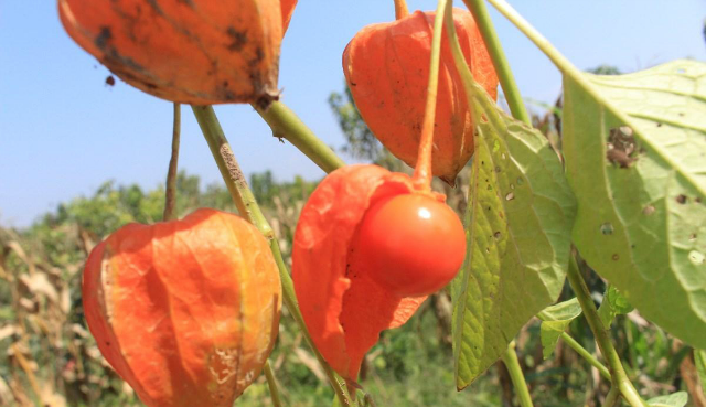农村一种奇特植物,果实像灯笼,人称点天灯,泡水喝还可止咳