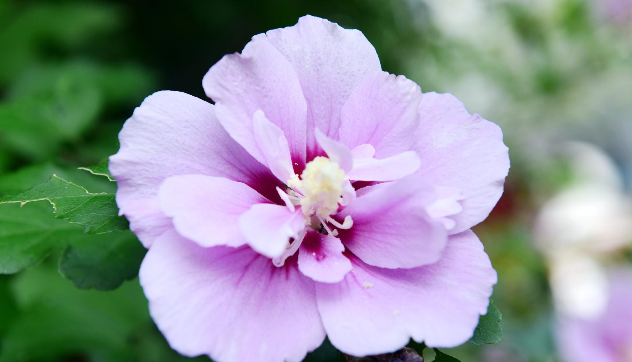 它是韩国的国花色彩艳丽还是中药可治痢疾白带