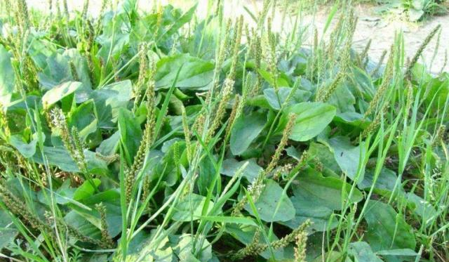 农村这一种常见的植物,被称为"猪耳朵",你有没有见过