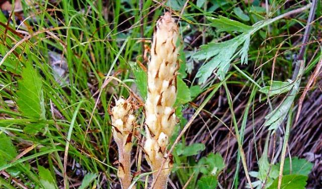 这种独根草长满鱼鳞人称不老草治肾虚有奇效