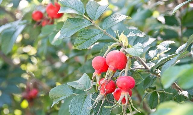 蔷薇果既可以当茶饮还可以做甜点好处真多