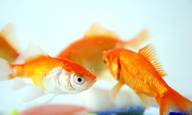 你知道饲养金鱼的容器都有什么吗 一起来了解一下吧 下
