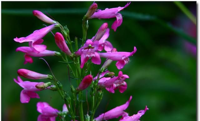 一花一世界一叶一菩提奇花异草钓钟柳花语文化浪漫名句