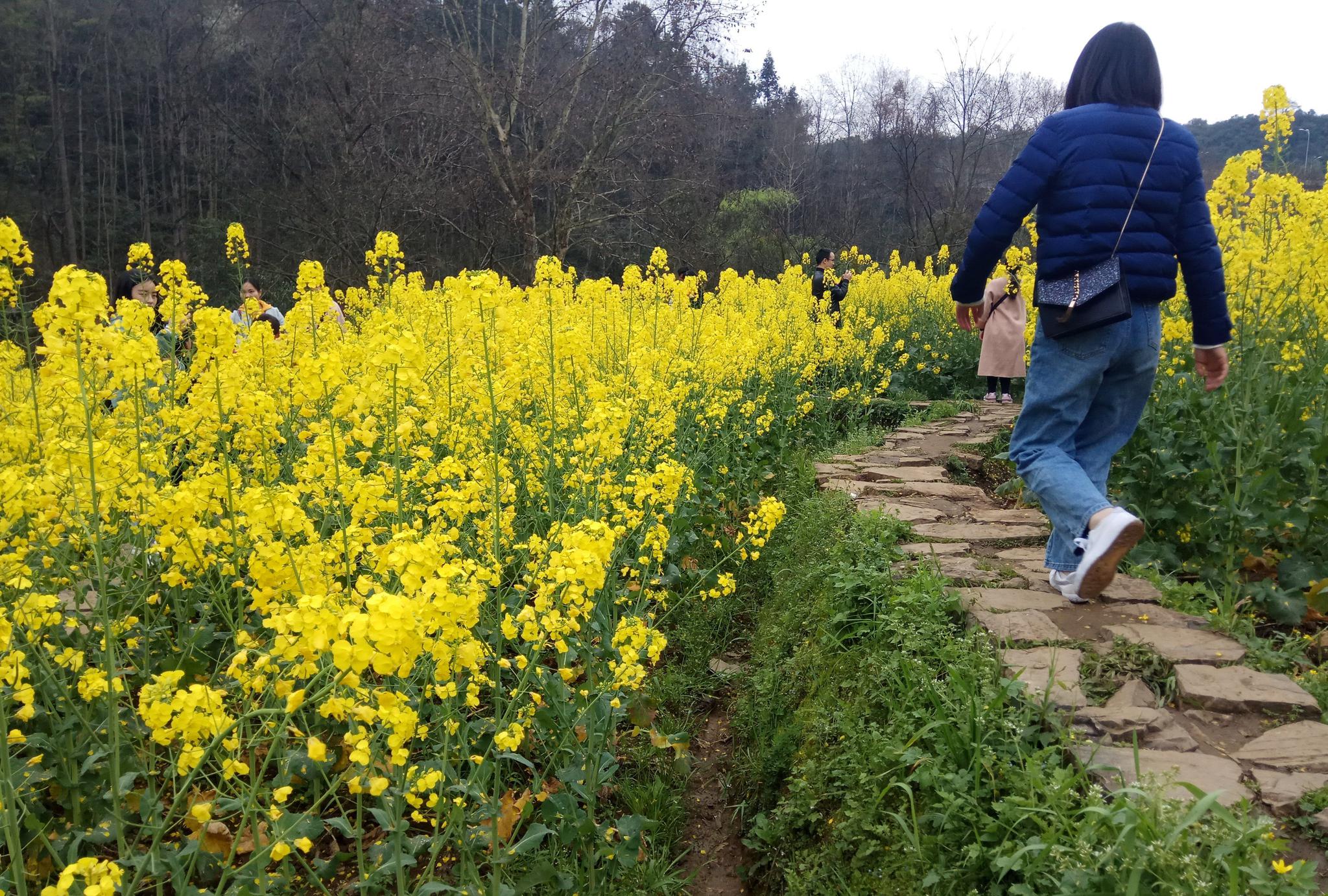 春天赏花踏青别去热门找堵清静之地轻松一游才具滋味