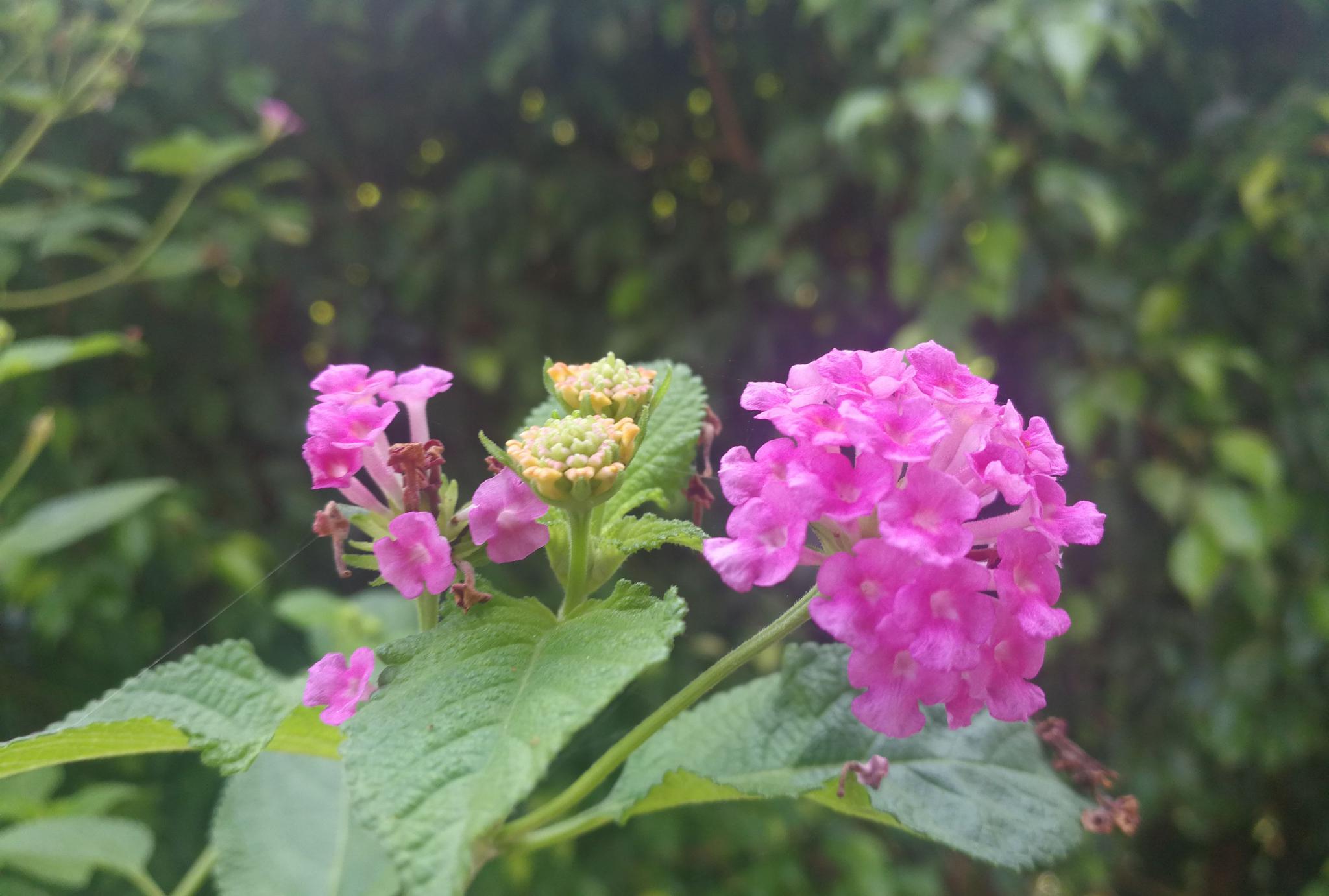 有点像薰衣草 酷似马鞭草 画风胜似牡丹的紫花马樱丹