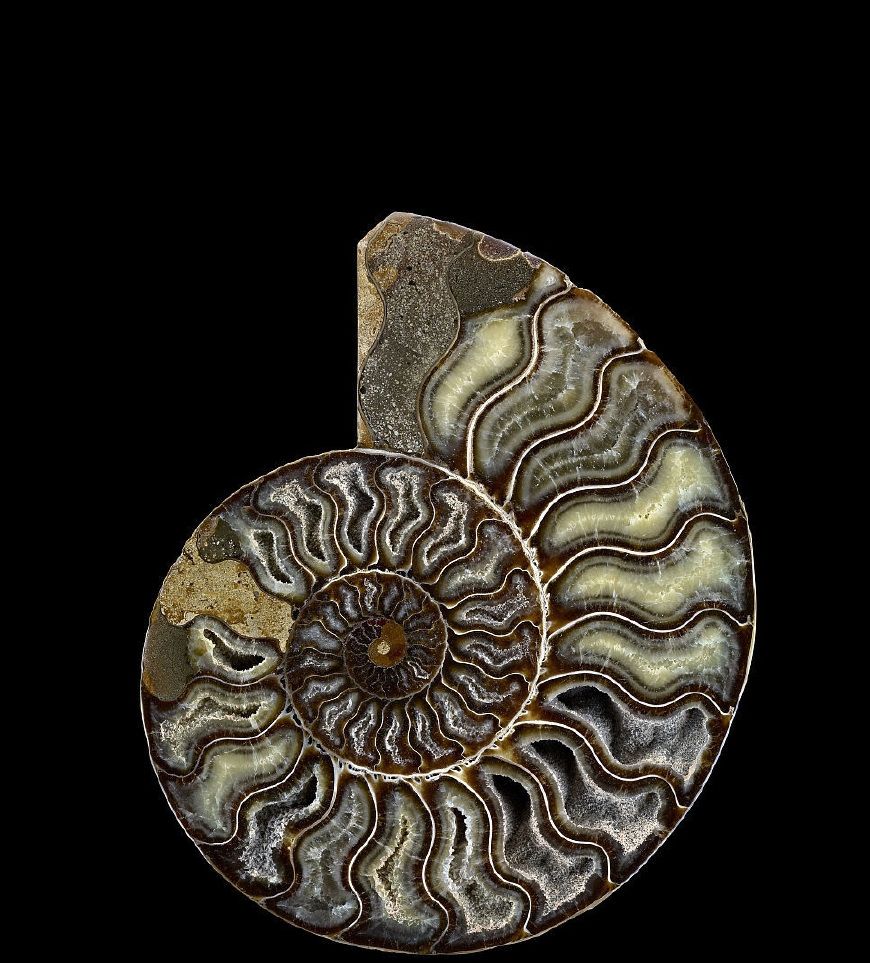 最美丽的数学分形几何