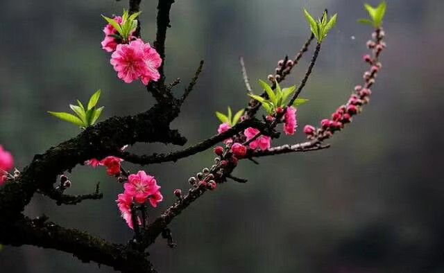 桃花开在春风里,欣赏人见人爱的桃花