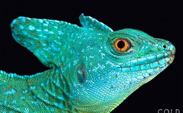 去他的摄影谁能想到这些冷血动物竟能如此斑斓