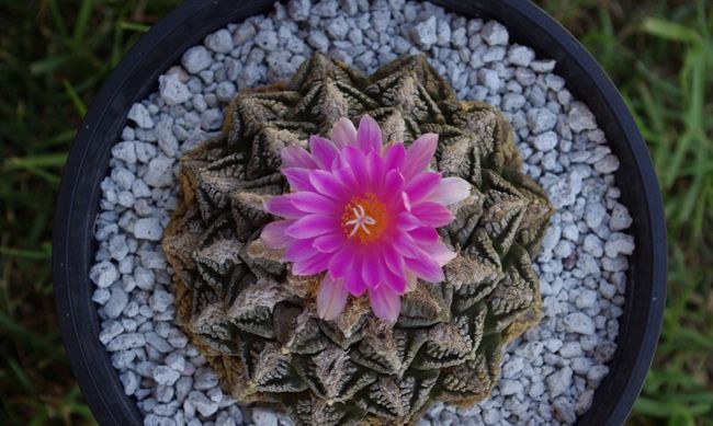 盛花期的龟甲牡丹 这种仙人掌以花闻名