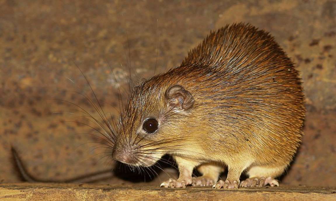 厉害了!靠牙齿咬遍世界,盘点动物界可爱的啮齿动物,太可爱了