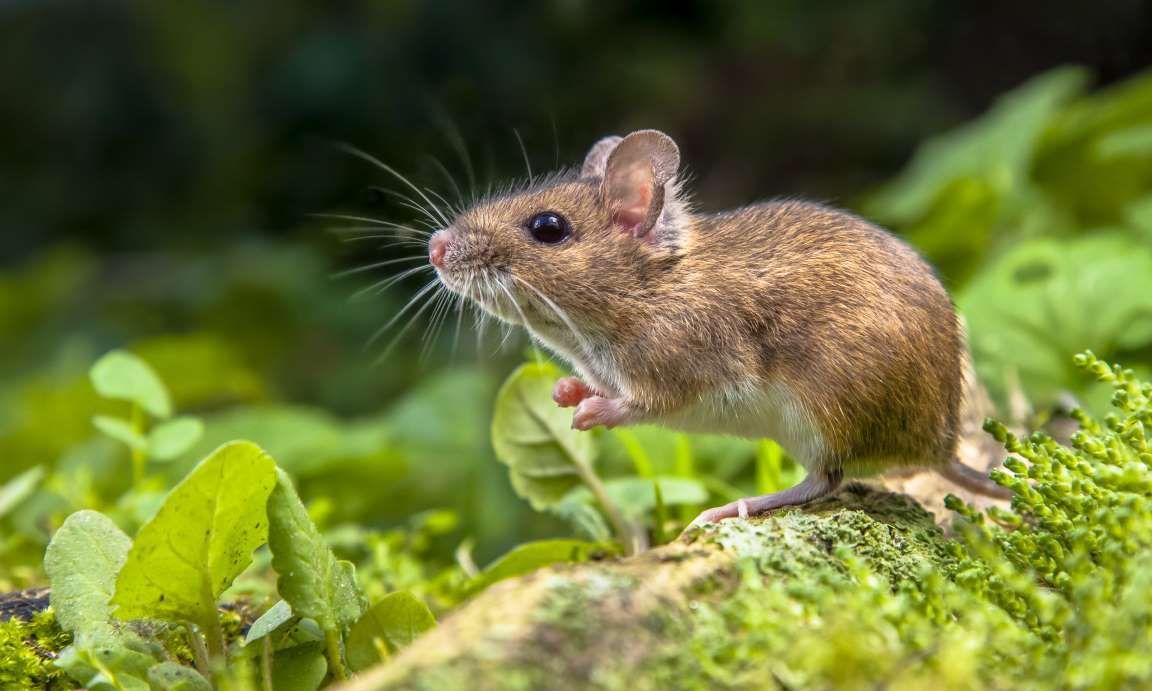 厉害了!靠牙齿咬遍世界,盘点动物界可爱的啮齿动物,太可爱了
