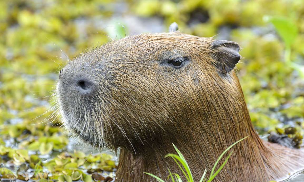厉害了!靠牙齿咬遍世界,盘点动物界可爱的啮齿动物,太可爱了